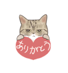 日常！表情豊かなねこたち（個別スタンプ：15）