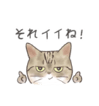 日常！表情豊かなねこたち（個別スタンプ：18）