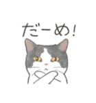 日常！表情豊かなねこたち（個別スタンプ：24）