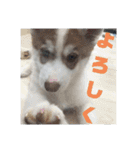 JIN'S DOG PARK 2（個別スタンプ：3）