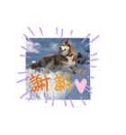JIN'S DOG PARK 2（個別スタンプ：4）