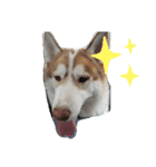 JIN'S DOG PARK 2（個別スタンプ：5）