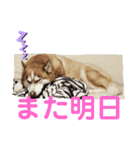 JIN'S DOG PARK 2（個別スタンプ：6）