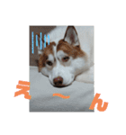 JIN'S DOG PARK 2（個別スタンプ：7）
