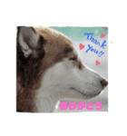 JIN'S DOG PARK 2（個別スタンプ：8）