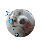 JIN'S DOG PARK 2（個別スタンプ：11）