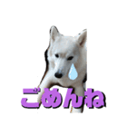 JIN'S DOG PARK 2（個別スタンプ：12）