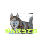 JIN'S DOG PARK 2（個別スタンプ：13）