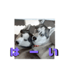 JIN'S DOG PARK 2（個別スタンプ：14）