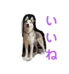 JIN'S DOG PARK 2（個別スタンプ：15）