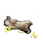 JIN'S DOG PARK 2（個別スタンプ：16）