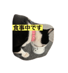 はちわれ日和＊なな＊（個別スタンプ：7）