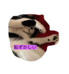 はちわれ日和＊なな＊（個別スタンプ：8）