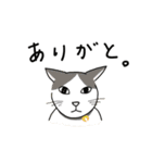 ぎーあのゆるねこスタンプ（個別スタンプ：1）
