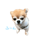 ちわわんスタン（個別スタンプ：1）