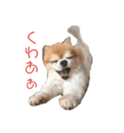 ちわわんスタン（個別スタンプ：3）