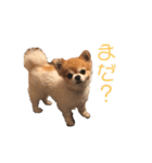 ちわわんスタン（個別スタンプ：5）