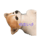 ちわわんスタン（個別スタンプ：7）