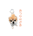 ちわわんスタン（個別スタンプ：8）