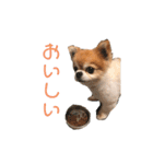 ちわわんスタン（個別スタンプ：13）