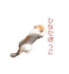 ちわわんスタン（個別スタンプ：15）