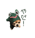 ちわわんスタン（個別スタンプ：20）