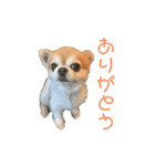 ちわわんスタン（個別スタンプ：23）