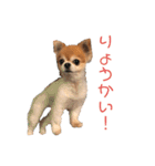 ちわわんスタン（個別スタンプ：24）
