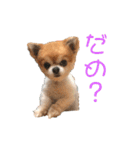 ちわわんスタン（個別スタンプ：26）