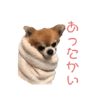 ちわわんスタン（個別スタンプ：27）