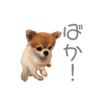 ちわわんスタン（個別スタンプ：29）