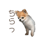 ちわわんスタン（個別スタンプ：31）