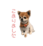 ちわわんスタン（個別スタンプ：34）