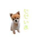 ちわわんスタン（個別スタンプ：38）