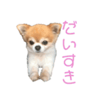 ちわわんスタン（個別スタンプ：40）