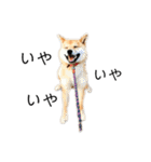 柴犬のテト（個別スタンプ：1）