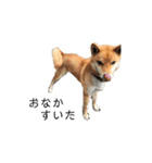 柴犬のテト（個別スタンプ：2）