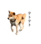 柴犬のテト（個別スタンプ：3）