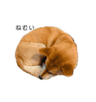 柴犬のテト（個別スタンプ：4）
