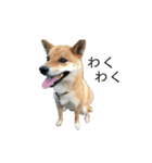 柴犬のテト（個別スタンプ：5）