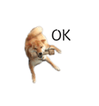 柴犬のテト（個別スタンプ：6）
