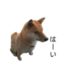 柴犬のテト（個別スタンプ：7）