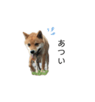 柴犬のテト（個別スタンプ：8）