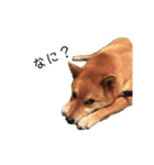柴犬のテト（個別スタンプ：9）