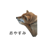 柴犬のテト（個別スタンプ：11）