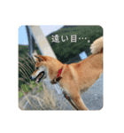 柴犬のテト（個別スタンプ：12）