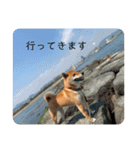 柴犬のテト（個別スタンプ：13）