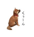 柴犬のテト（個別スタンプ：14）