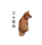 柴犬のテト（個別スタンプ：15）