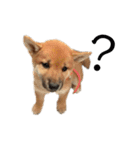 柴犬のテト（個別スタンプ：16）